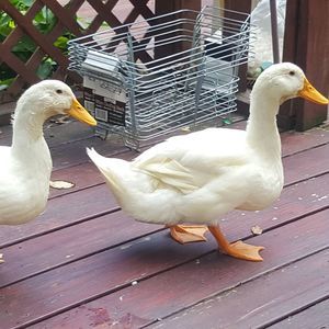 Meet your Posher, Jack